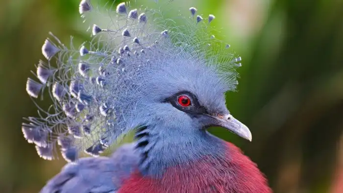 10 странных птиц, в существование которых сложно поверить