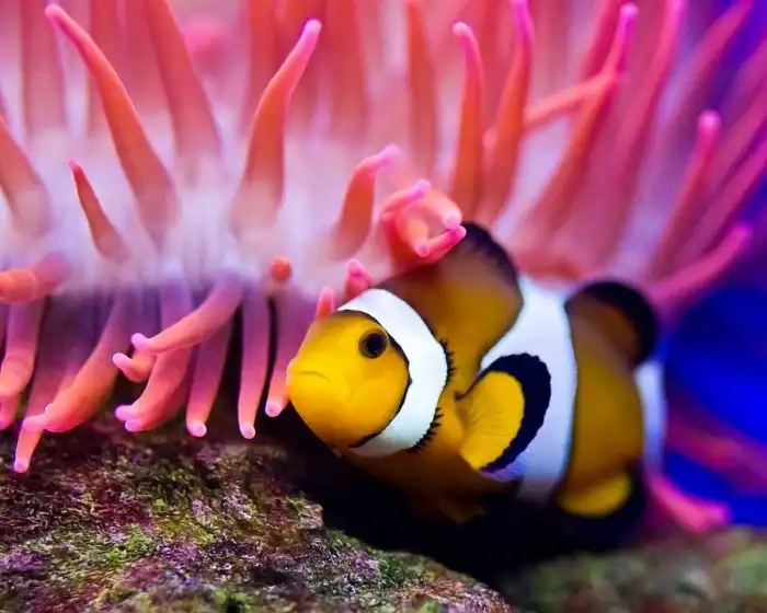 10 животных с самой яркой окраской