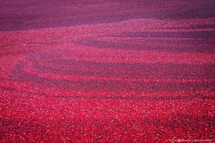 Сбор урожая клюквы в Ричмонде