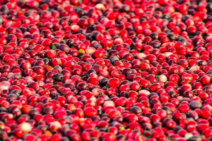 Сбор урожая клюквы в Ричмонде