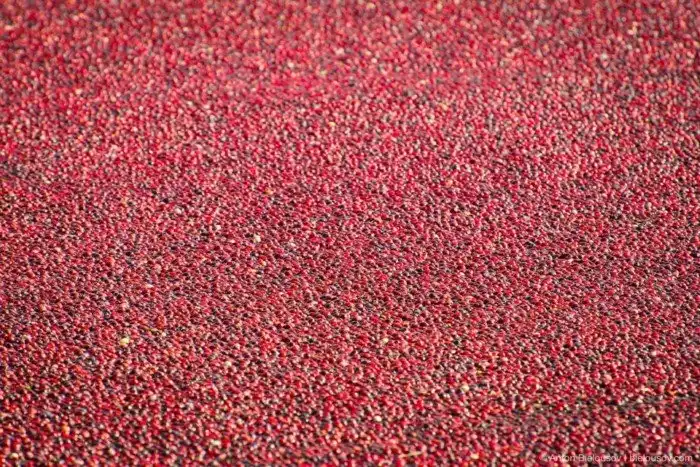 Сбор урожая клюквы в Ричмонде