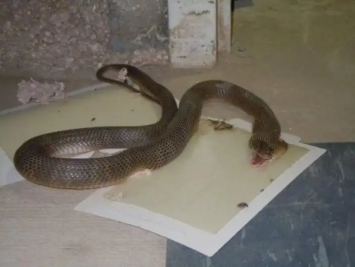 Крупный «улов» липких ловушек для насекомых