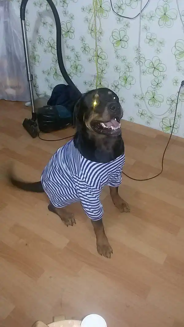 День ВДВ 2016: фотоитоги этого невероятного праздника