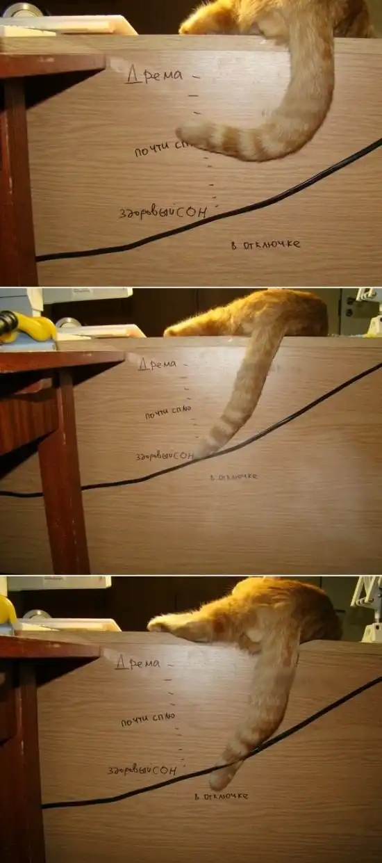 30 веселых фотографий с животными