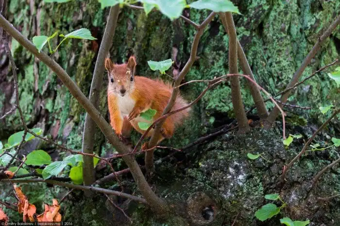 10 причин переехать в Питер