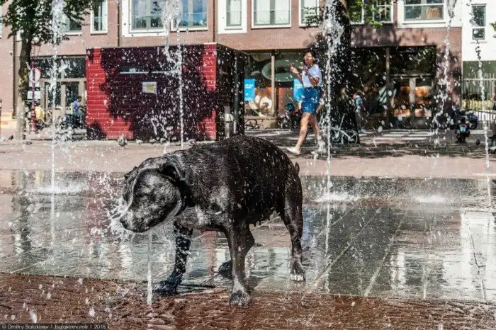 Амстердам, в котором хочется жить