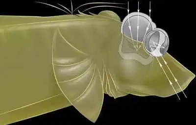 Физика в мире животных: "четырехглазые" рыбы и их "оптические приборы"