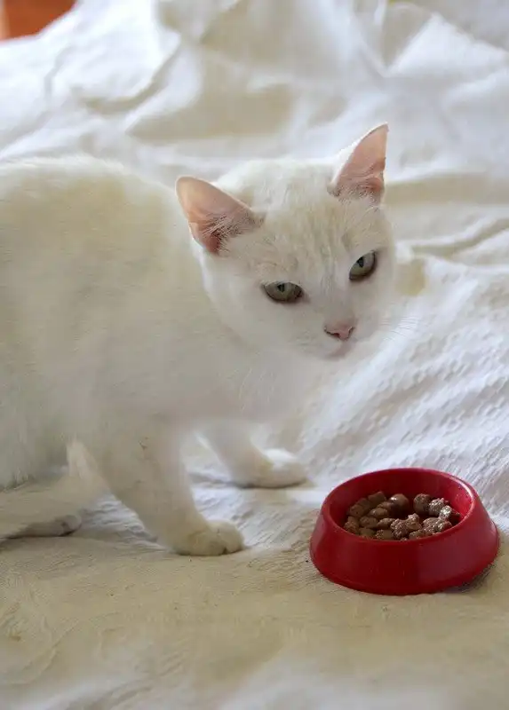 Отдам кошечку Айрин