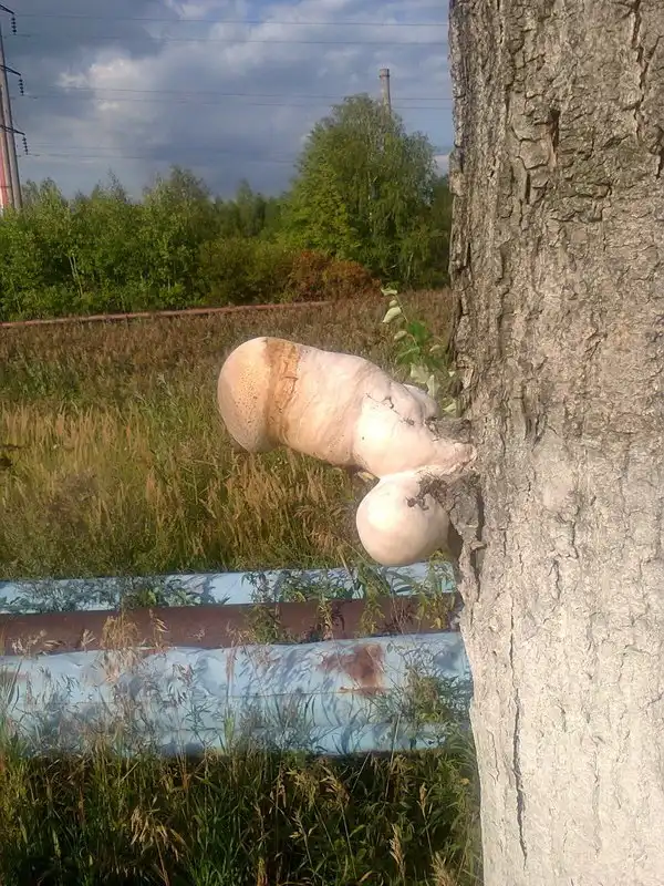 Они просто отправились за грибами, и вот что произошло