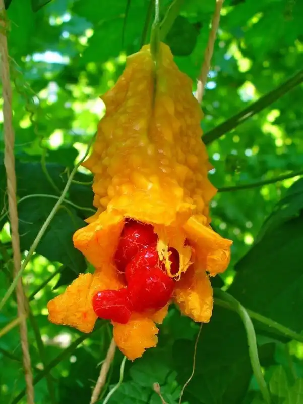 15 странных растений, в существование которых сложно поверить