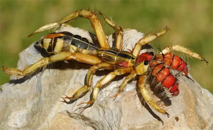 Самые странные, уродливые и ужасные насекомые мира