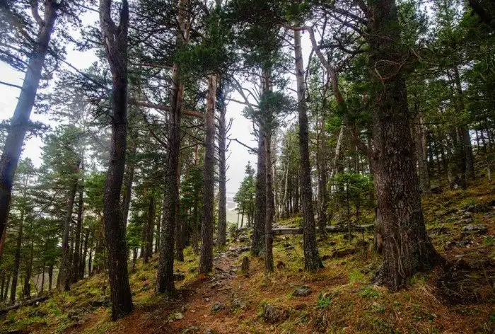 Плато Лаго-Наки на Западном Кавказе