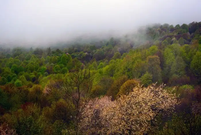 Плато Лаго-Наки на Западном Кавказе