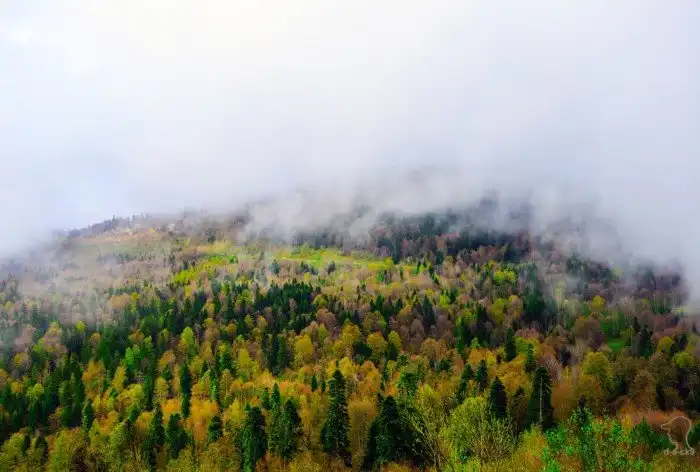 Плато Лаго-Наки на Западном Кавказе