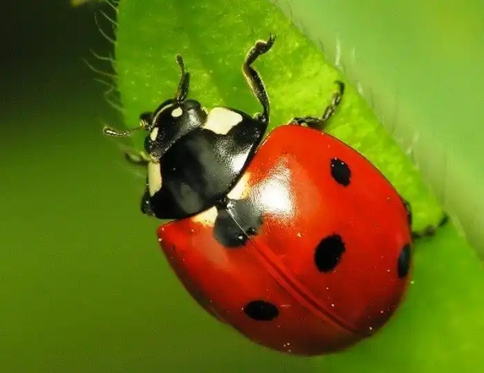 Потрясающе красивые насекомые
