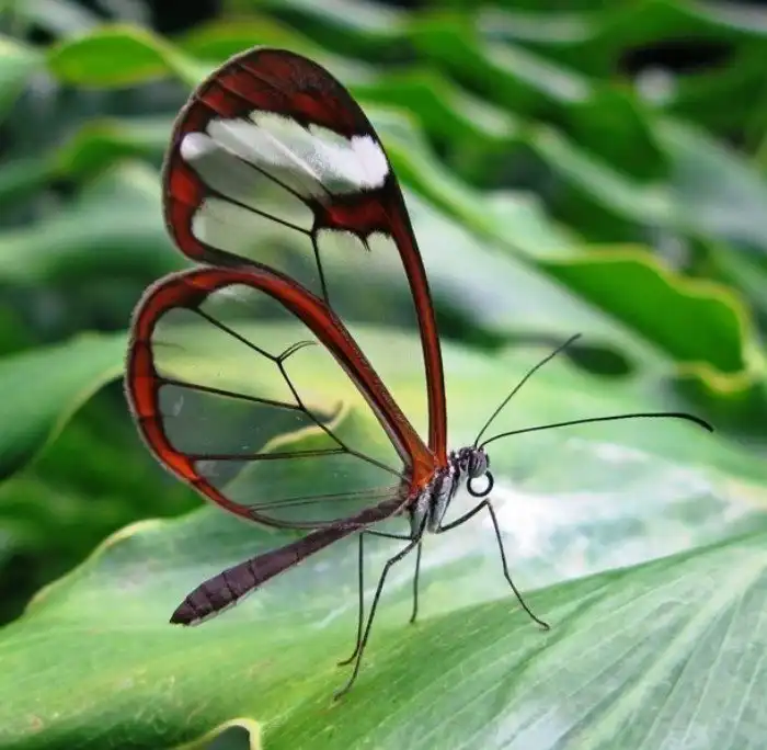 Потрясающе красивые насекомые