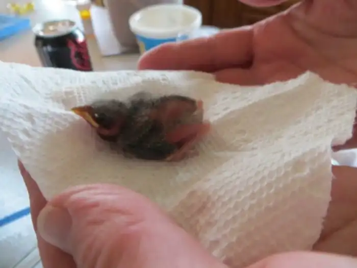 Этот птенец выпал из гнезда и умирал. Но посмотрите на него через 36 дней!