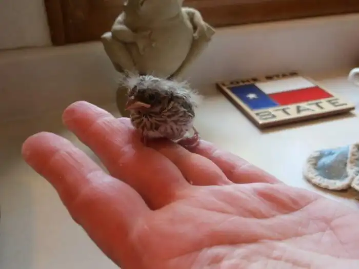 Этот птенец выпал из гнезда и умирал. Но посмотрите на него через 36 дней!