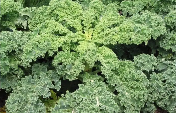 10 продуктов, которые спасут вас от бессонницы