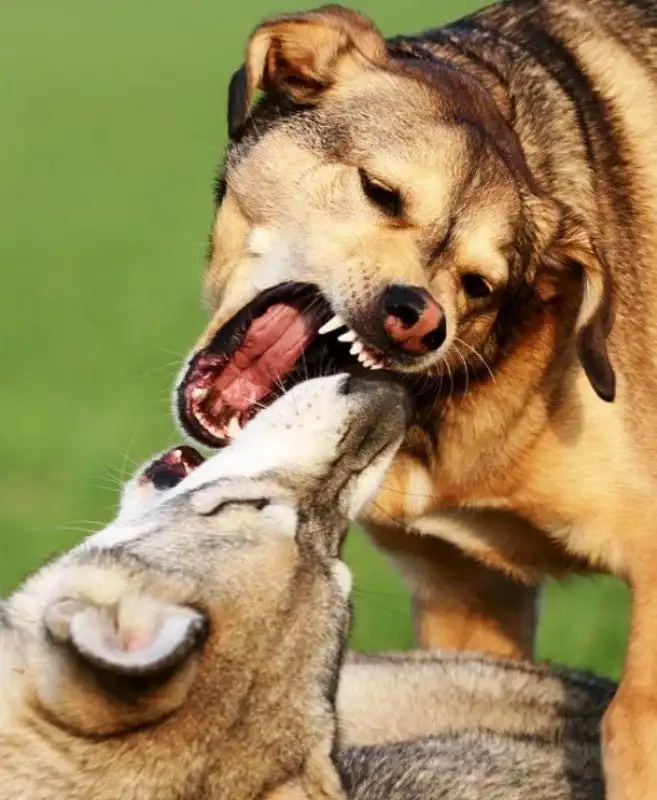 Интересные факты про собачьи бои