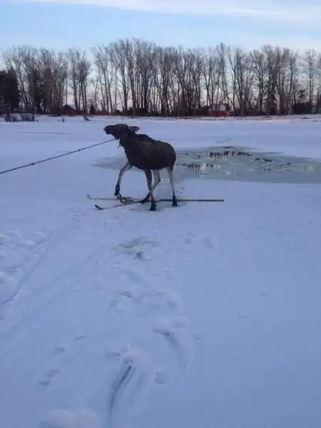 На Аляске обнаружили двух лосей, которые сцепились рогами, да так и вмерзли в лед