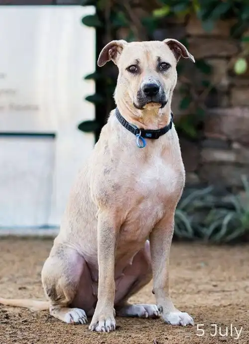 Чудесное преображение спасенной собаки