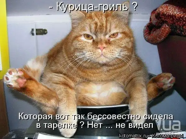 Котоматрицы