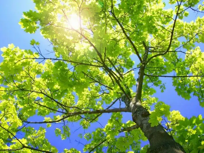 Целебная сила дерева. Как деревья нас лечат