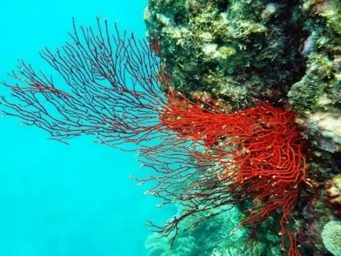Интересные факты про Большой Барьерный риф, о которых вы захотите услышать