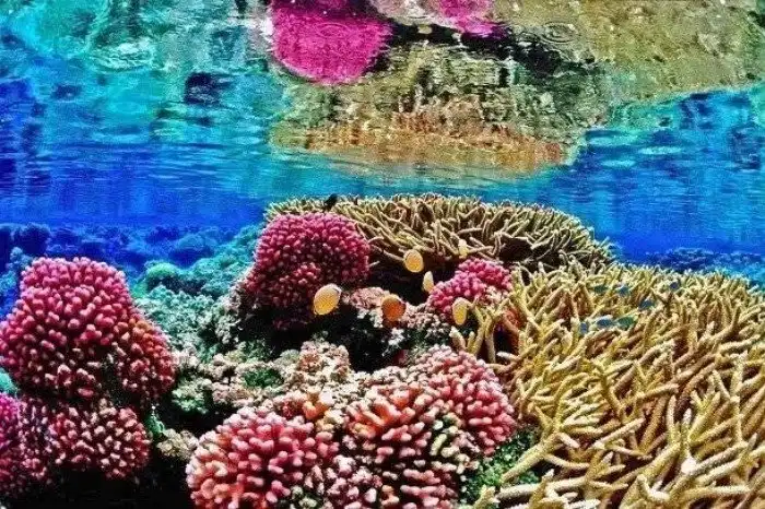 Интересные факты про Большой Барьерный риф, о которых вы захотите услышать