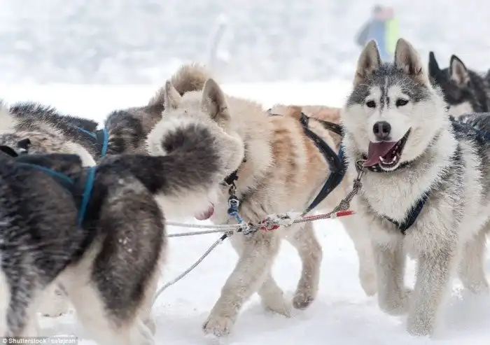 16 способов поближе познакомиться с дикими животными в Канаде