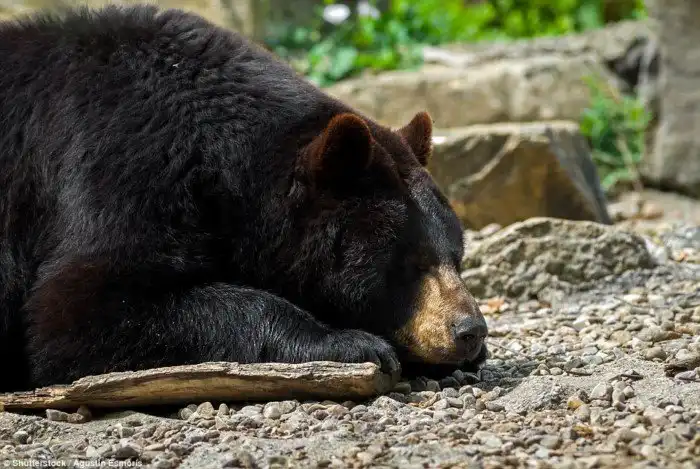 16 способов поближе познакомиться с дикими животными в Канаде