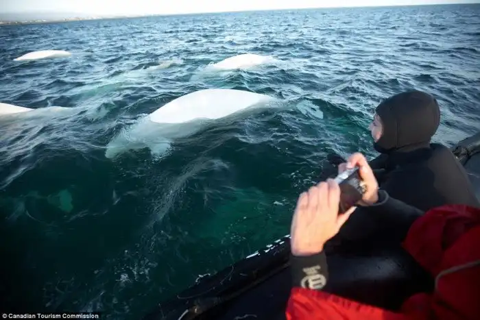 16 способов поближе познакомиться с дикими животными в Канаде