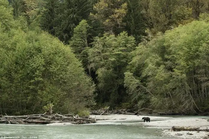 16 способов поближе познакомиться с дикими животными в Канаде