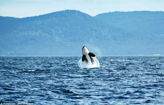 16 способов поближе познакомиться с дикими животными в Канаде