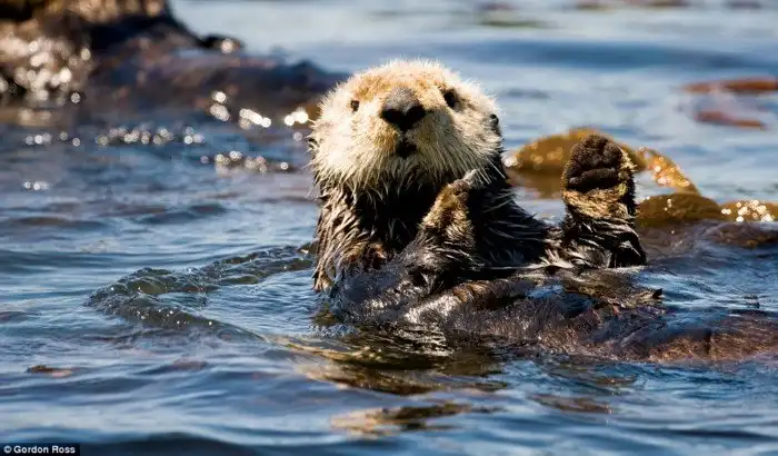 16 способов поближе познакомиться с дикими животными в Канаде