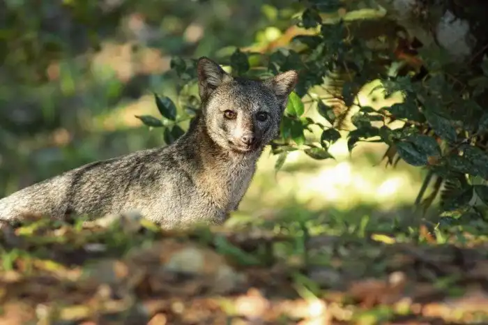 Самые красивые представители семейства псовых (собачьих)