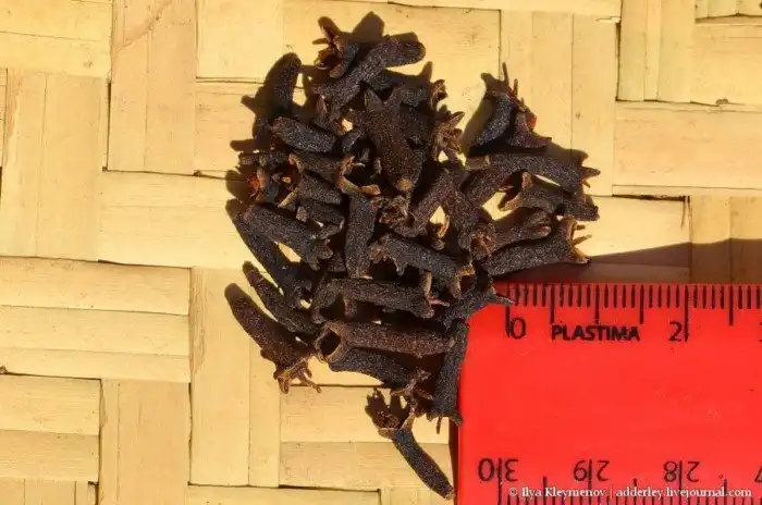 Как выращивают и обрабатывают гвоздику на Мадагаскаре