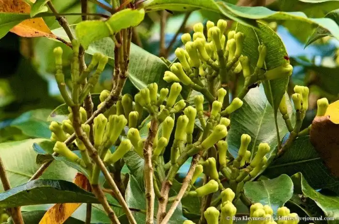 Как выращивают и обрабатывают гвоздику на Мадагаскаре