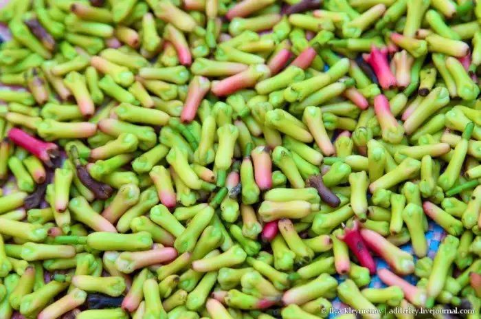 Как выращивают и обрабатывают гвоздику на Мадагаскаре