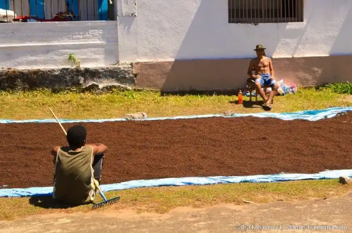 Как выращивают и обрабатывают гвоздику на Мадагаскаре