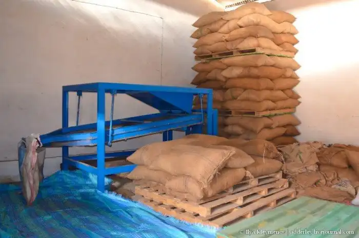 Как выращивают и обрабатывают гвоздику на Мадагаскаре