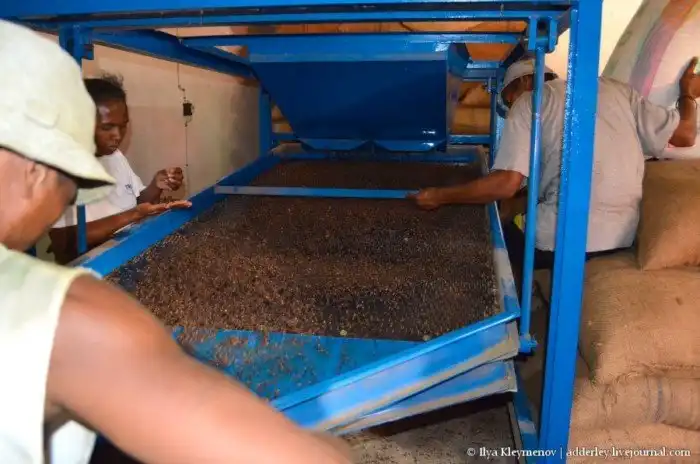 Как выращивают и обрабатывают гвоздику на Мадагаскаре