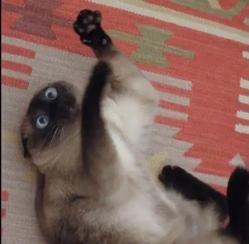 Упоротые коты