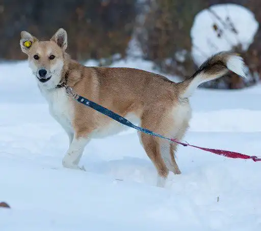 Ждет заботливого хозяина