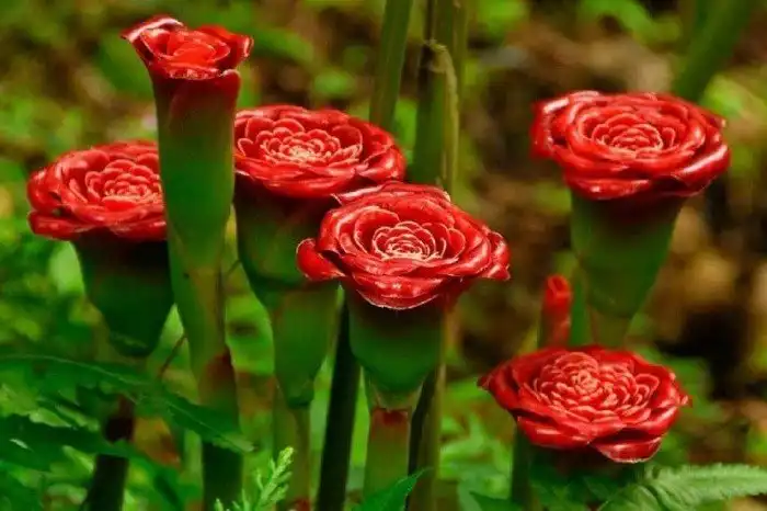 Растения, на которых растут известные нам продукты