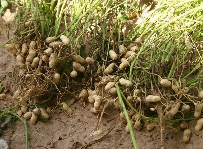 Растения, на которых растут известные нам продукты