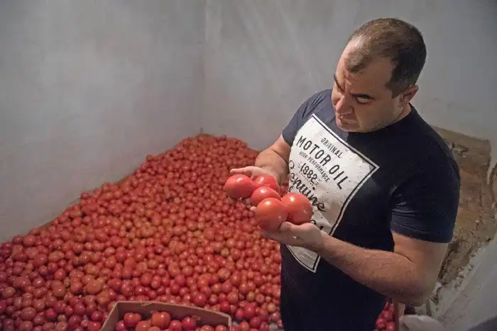 Как в Кабардино-Балкарии выращивают огурцы и помидоры