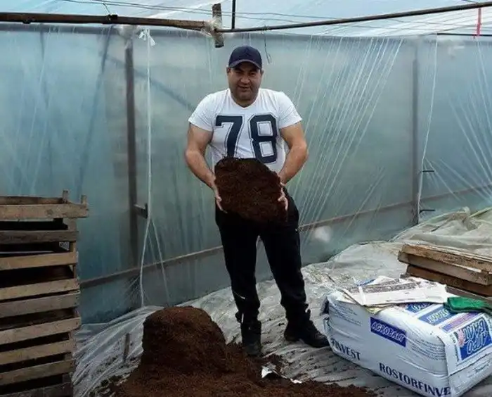 Как в Кабардино-Балкарии выращивают огурцы и помидоры