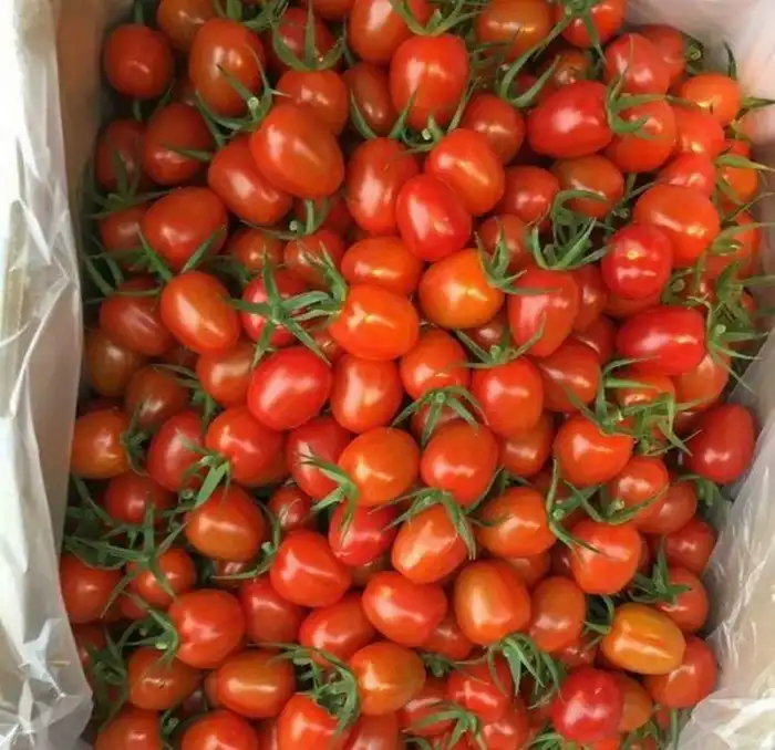 Как в Кабардино-Балкарии выращивают огурцы и помидоры